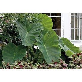 Garden State Bulb 1-Pack Elephant Ear Bulbs (L8541)