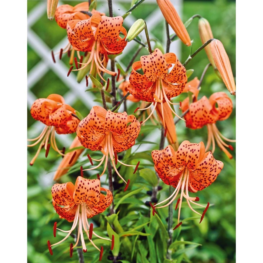 Garden State Bulb 4Pack Tiger Lily Bulbs (LW00528) at