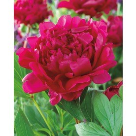 Garden State Bulb Felix Crousse Peony Bulbs (L5547)