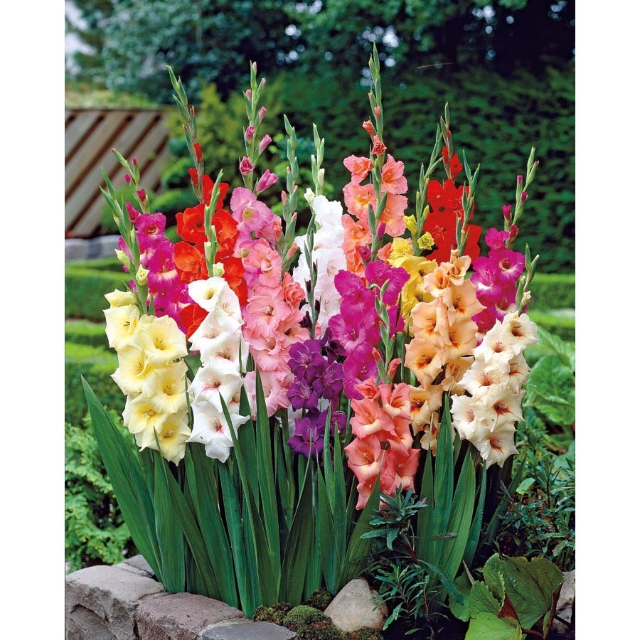 Shop Garden State Bulb 40Pack Mixed Gladiolus Bulbs (LB027B) at