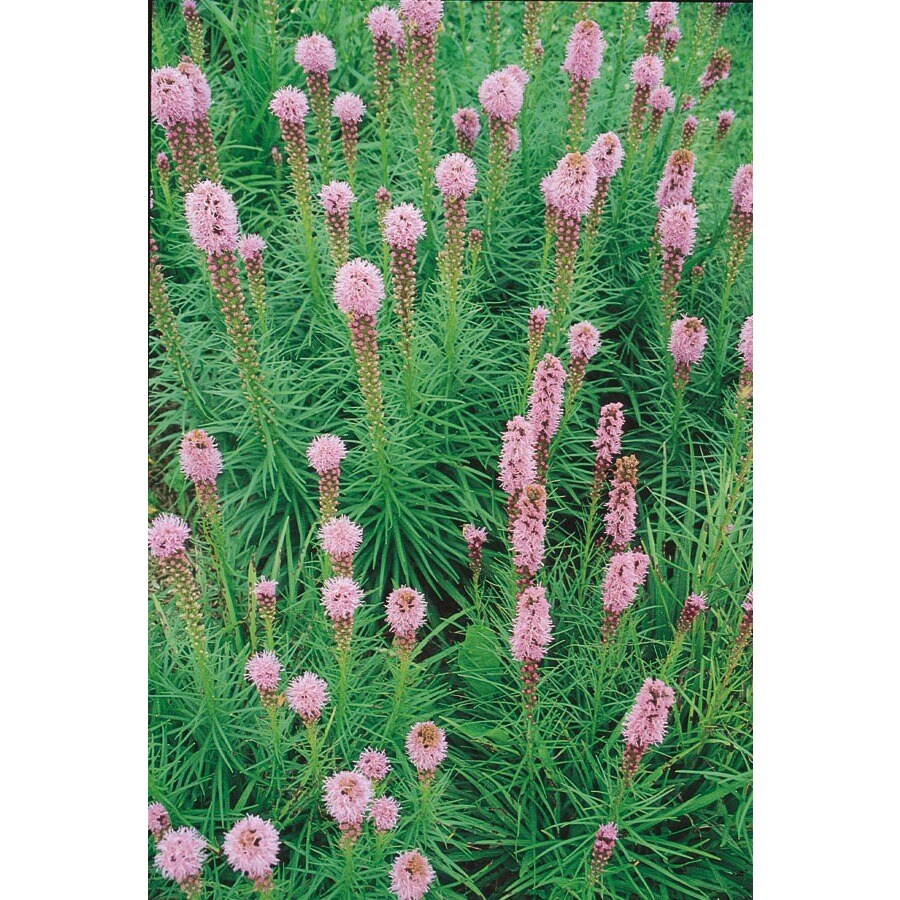 Garden State Bulb 50 Pack Blazing Star Gayfeather Bulbs L9162 At