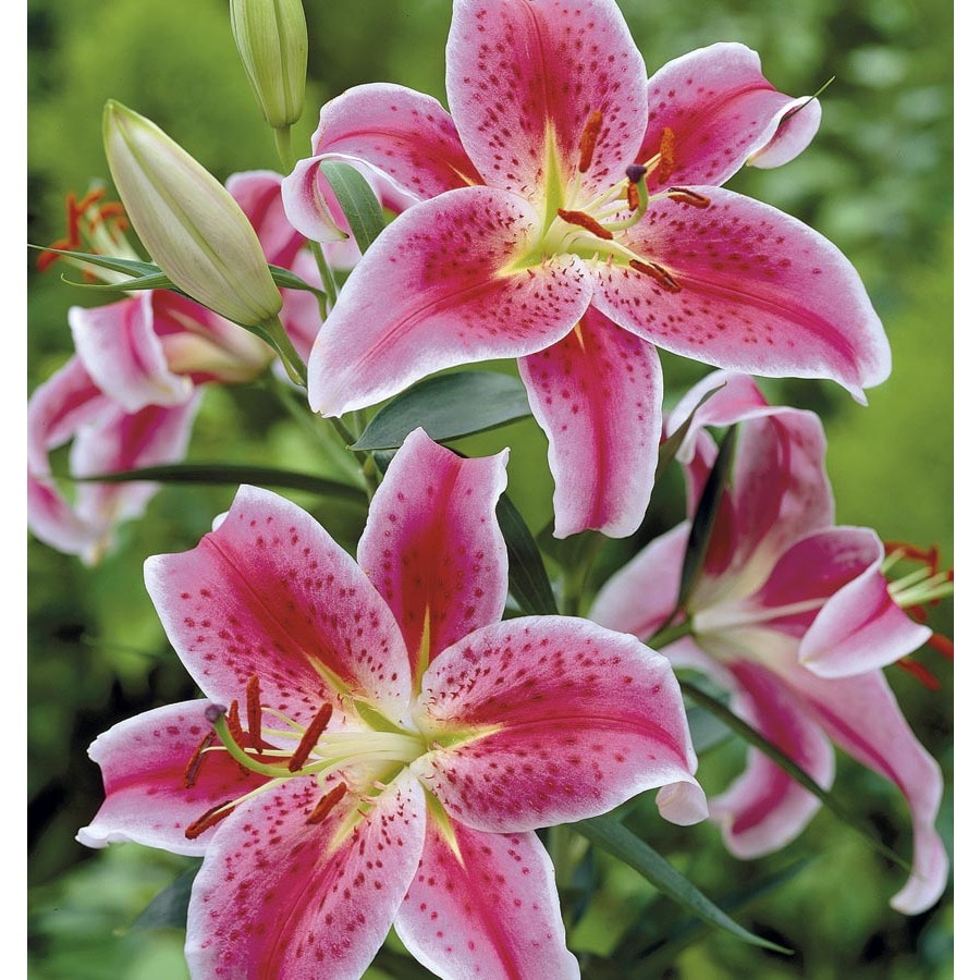 Garden State Bulb Stargazer Oriental Lily Bulbs (L2564) at Lowes.com