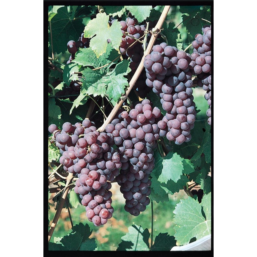 Buy Reliance Red Seedless Grape Vine