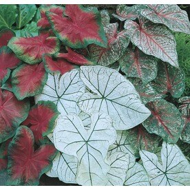 Garden State Bulb 13-Pack Elephant Ear-Caladium Mix Bulbs (L3279)