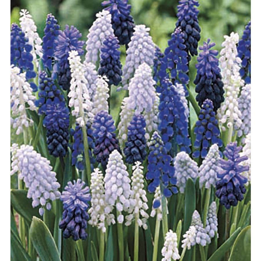 Garden State Bulb Grape Hyacinth (Mixed) Bulbs (Lb21118) at Lowes.com