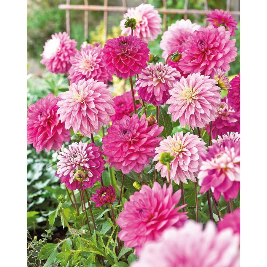 Garden State Bulb 300992012 Mixed Apple Blossom Dahlia