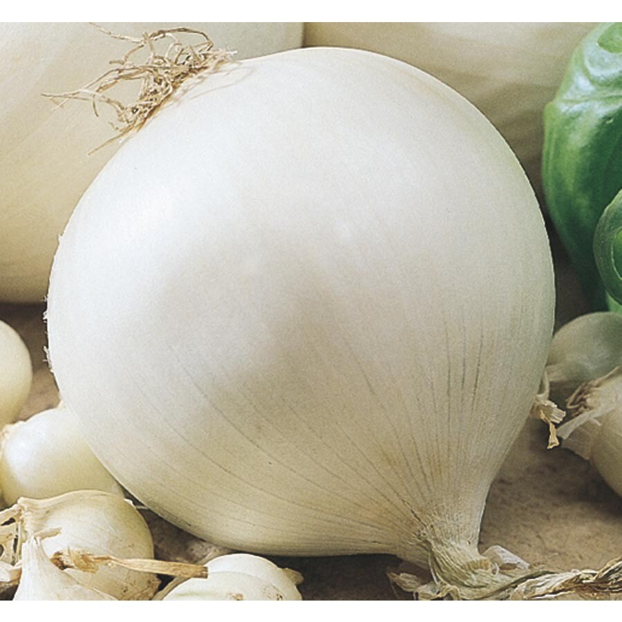 Garden State Bulb White Onion Plant at