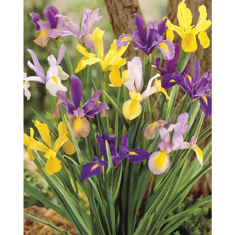 Garden State Bulb 6Pack Dutch Iris Mix Bulbs (L5801) at