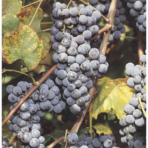 Garden State Bulb 1Pack Grape (L1183) in the Fruit Plants department