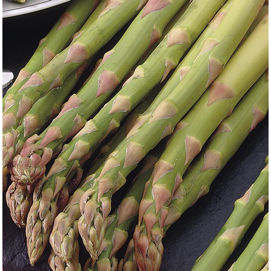 Garden State Bulb in Mary Washington Asparagus Plant (Lb21609) at