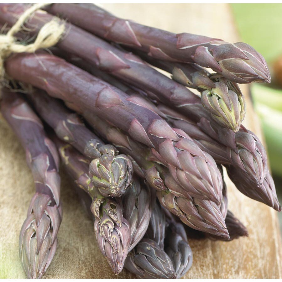 Garden State Bulb Purple passion asparagus Plant (LB22545) at