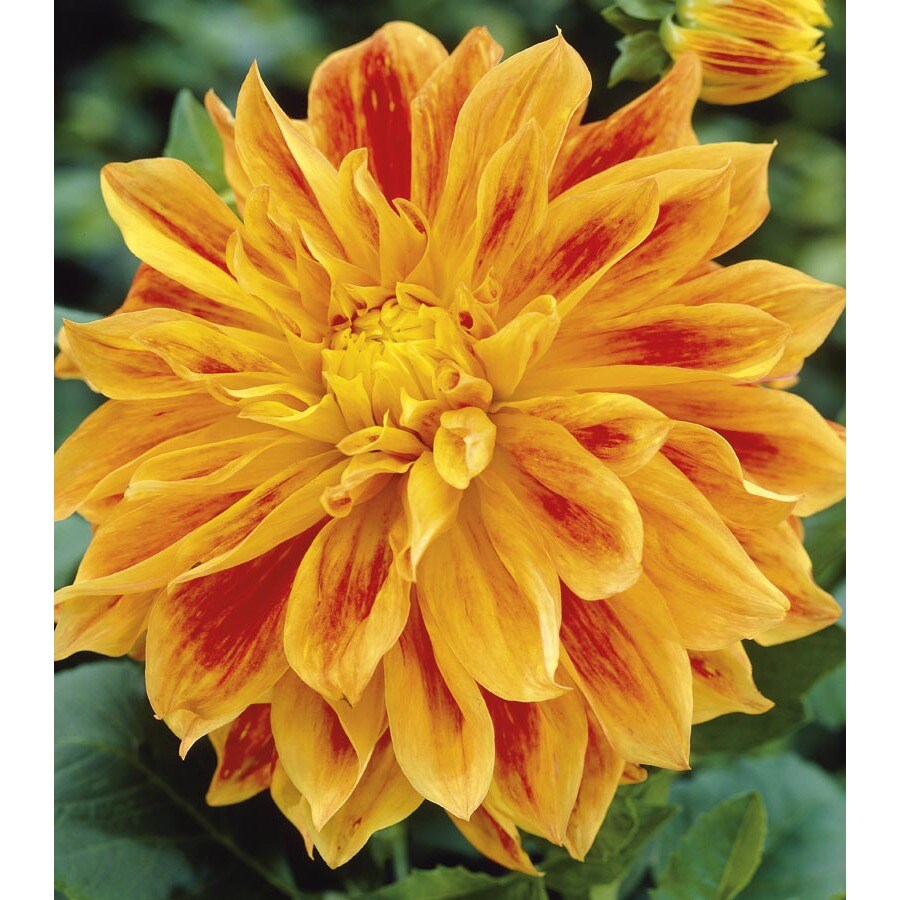 Garden State Bulb 0226082 Sun Explosion Dahlia Bulbs (Lb22553)