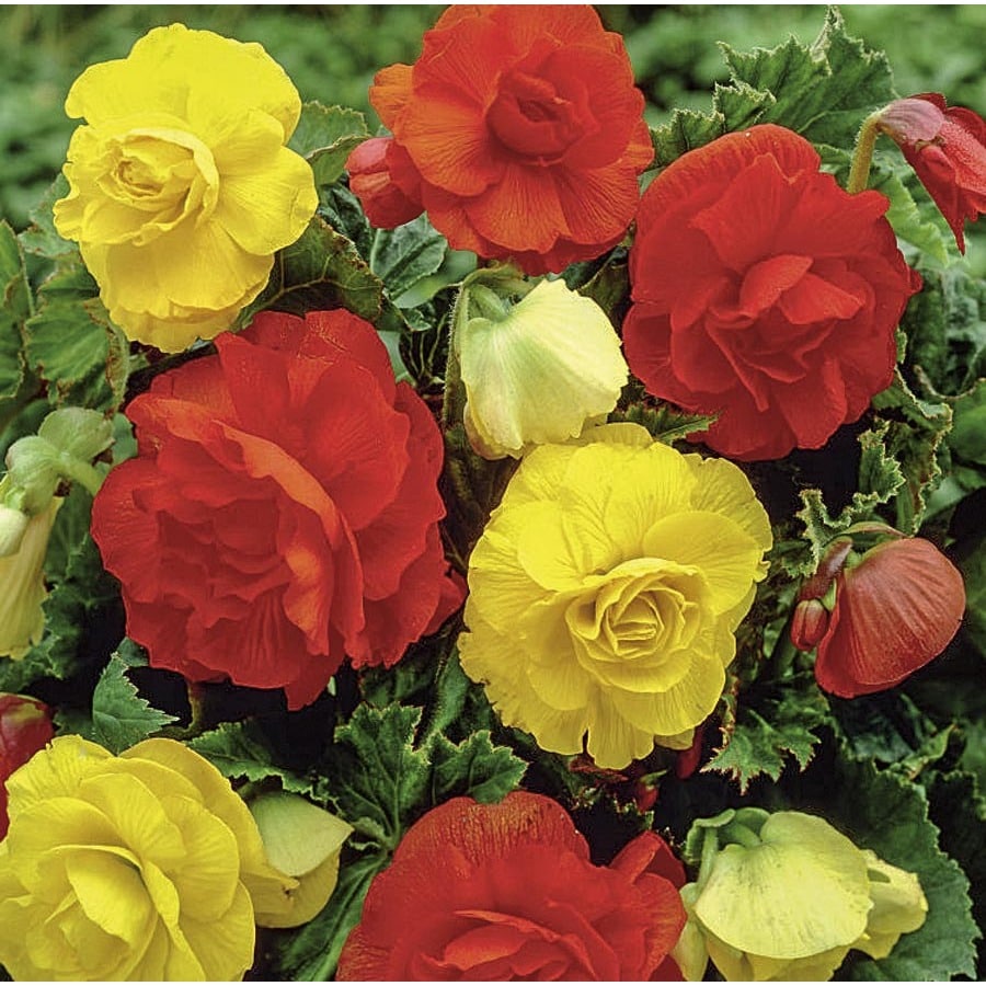 Garden State Bulb 3-Pack Begonia Double Mixed Bulbs ...