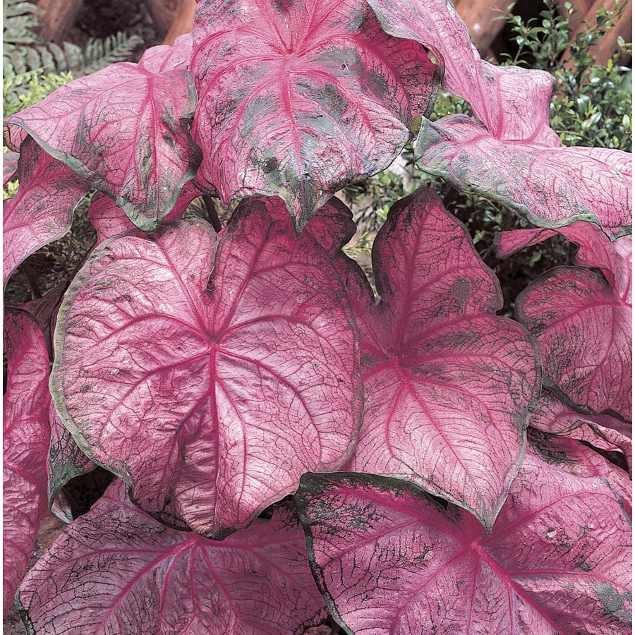 Garden State Bulb 8-Pack Caladium Pink Passion Bulbs ...