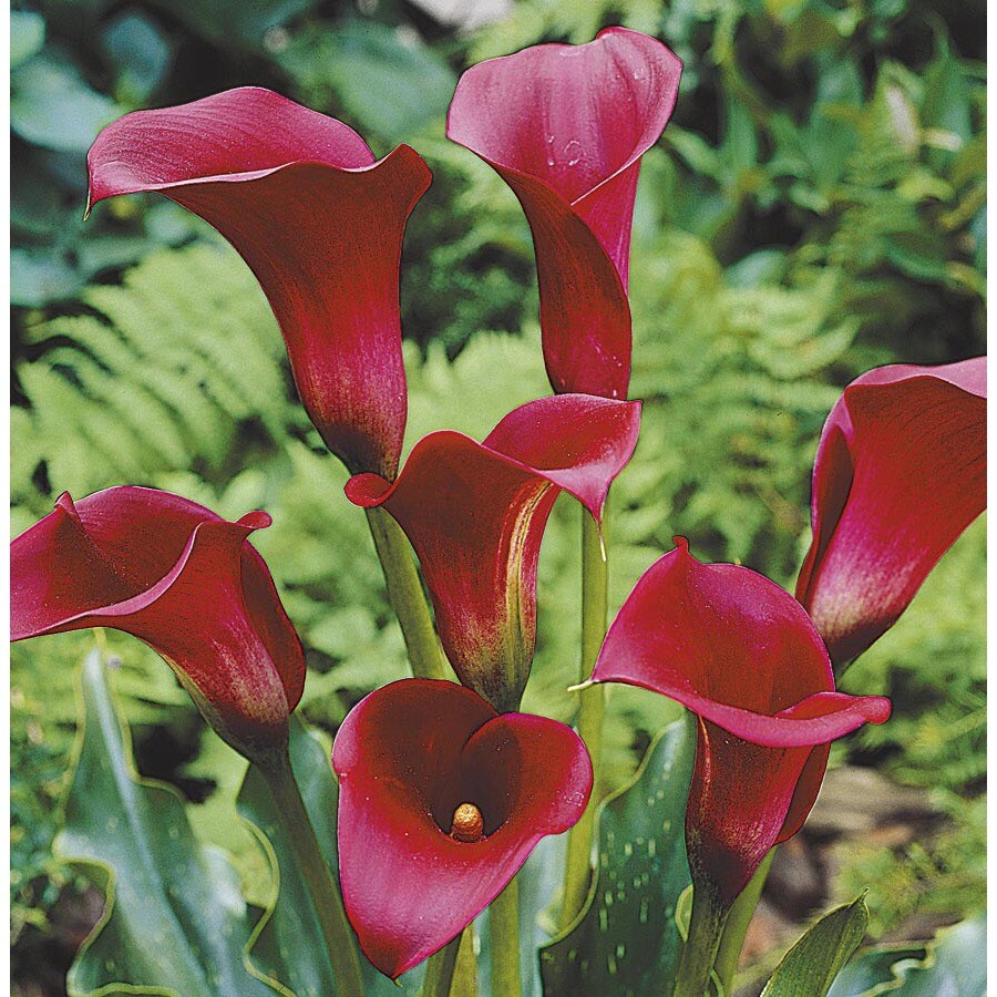 Калла ред алерт фото. Калла Маджестик ред. Калла ред Алерт. Калла Red Majesty. Majestic Red Зантедеския.