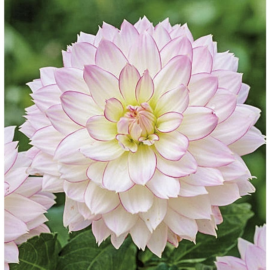 Garden State Bulb 2-Pack Dahlia Crazy Love Bulbs (LB22622) at Lowes.com