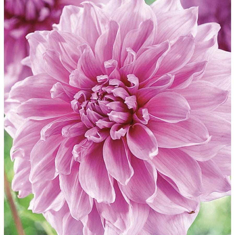 Garden State Bulb 2Count Dahlia Lavender Perfection Bulbs at