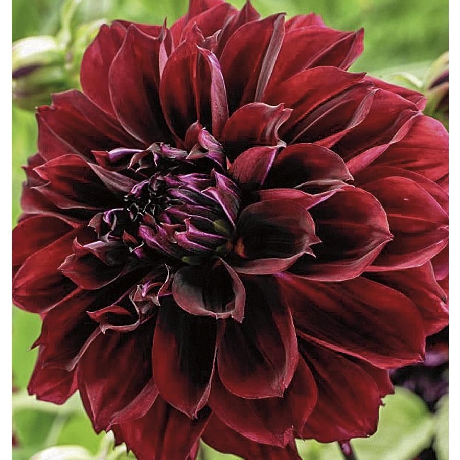 Garden State Bulb 2-Pack Dahlia Fubuki Maroon Bulbs (LB22623) at Lowes.com