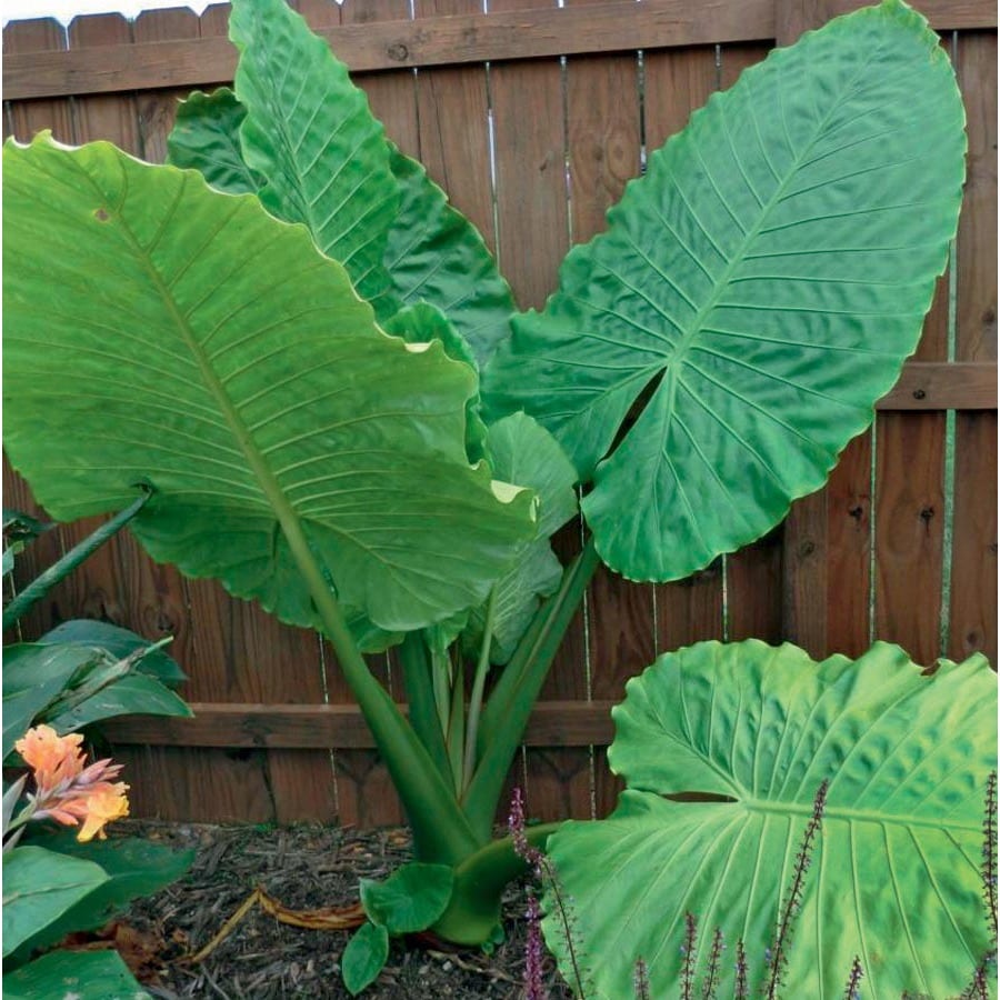 Garden State Bulb Portora Alocasia (L24984) at Lowes.com