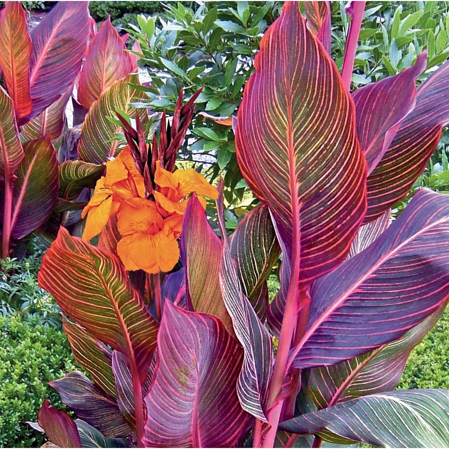 Garden State Bulb 1 Count Potted Tropicanna Canna Lily (L10956) at