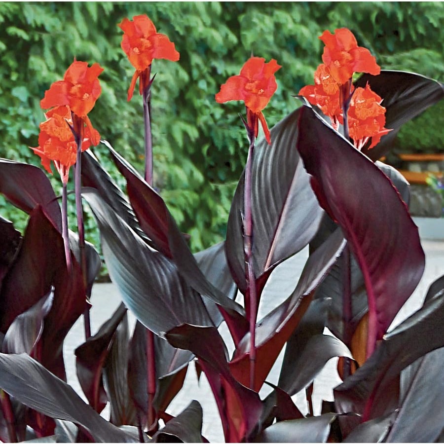 Garden State Bulb 1 Count Potted Tropicanna Black Canna Lily (L23233 ...