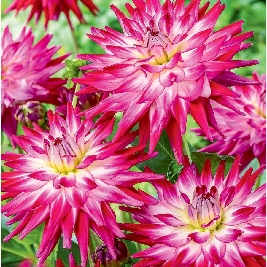 Garden State Bulb 3-Count Temporary Nomi's Star Dahlia (Lb22644)