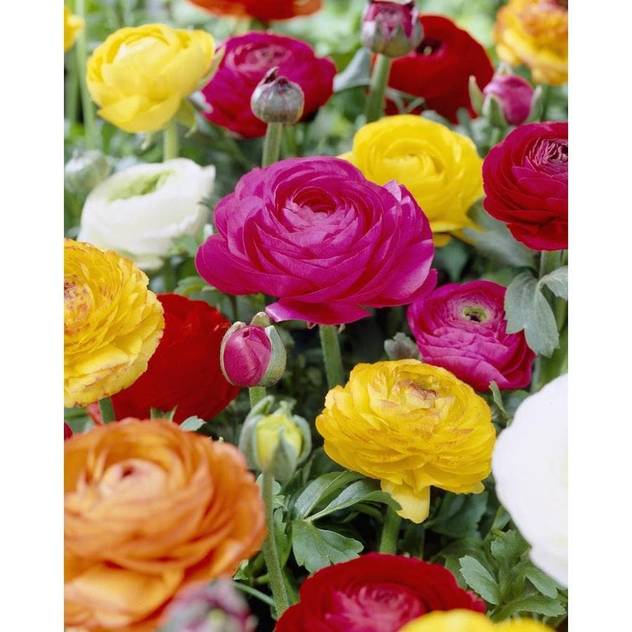 Garden State Bulb 20Pack Aviv Mixed Ranunculus Bulbs (L17846F) at