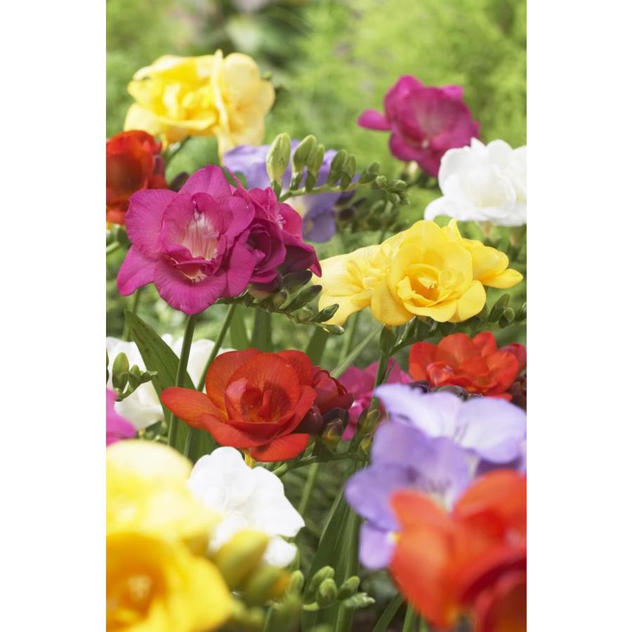 Garden State Bulb 25 Pack Mixed Freesia Bulbs Lw03184 At Lowes Com