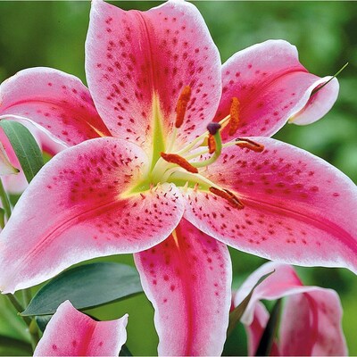 Garden State Bulb 5-Pack in Stargazer Oriental Lily (L2564) at Lowes.com