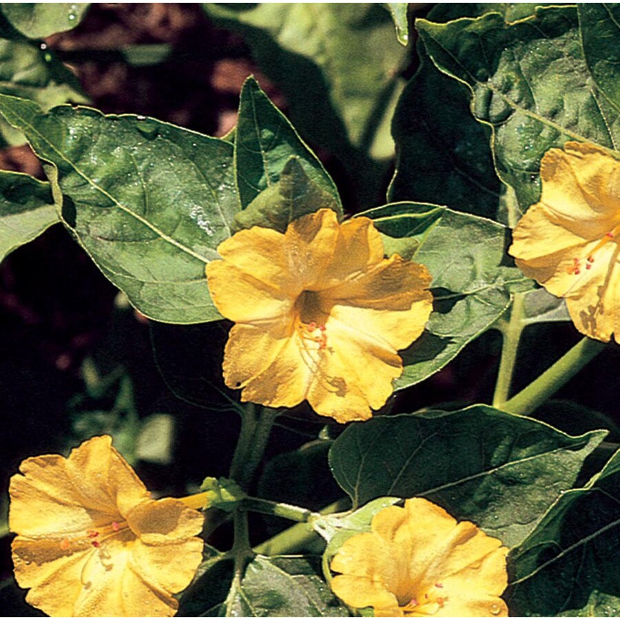 Garden State Bulb 15Pack Four O'Clock Flower Bulbs at