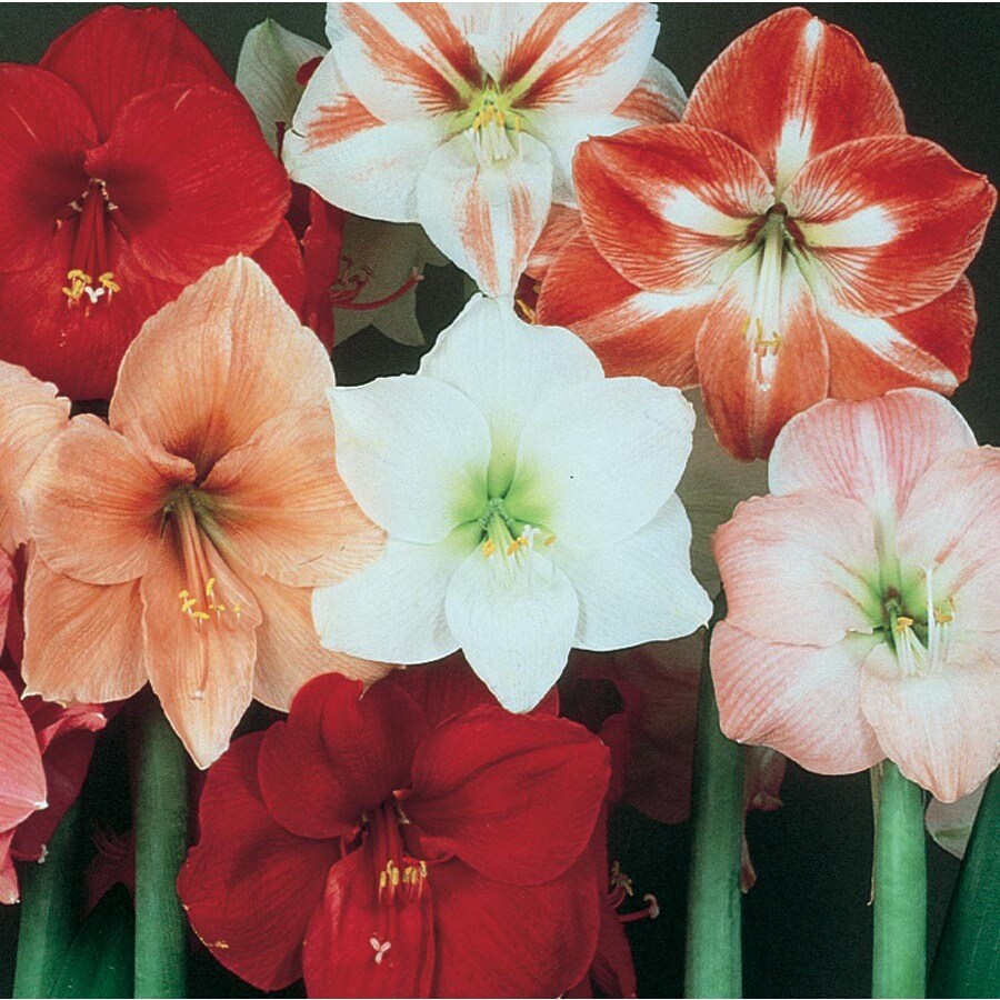 Garden State Bulb Mixed Amaryllis In Lw00885hp At Lowes Com