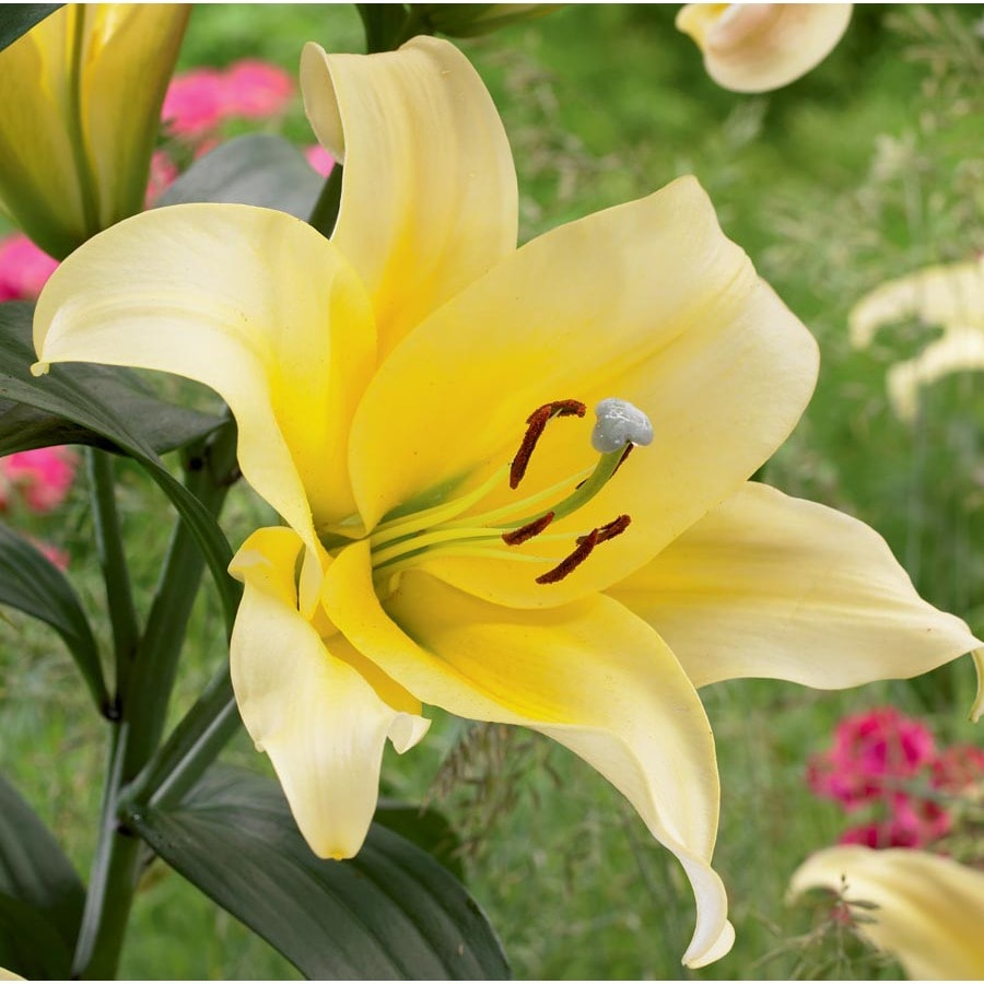 Garden State Bulb 3-Pack Beverly Hills Ot Lily Bulbs at Lowes.com