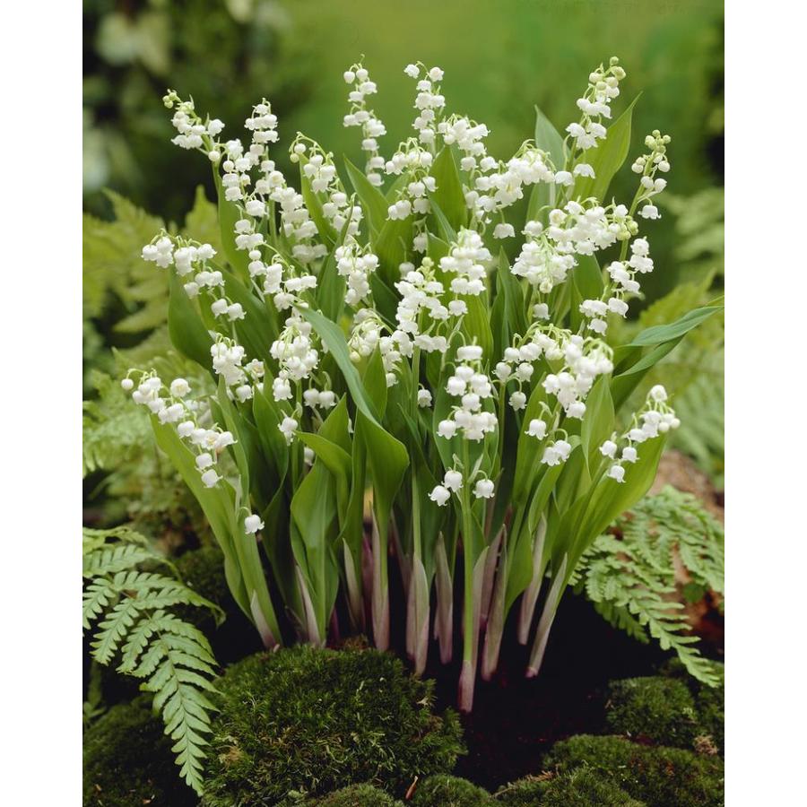 Garden State Bulb 24Pack Lily Of The Valley Convallaria