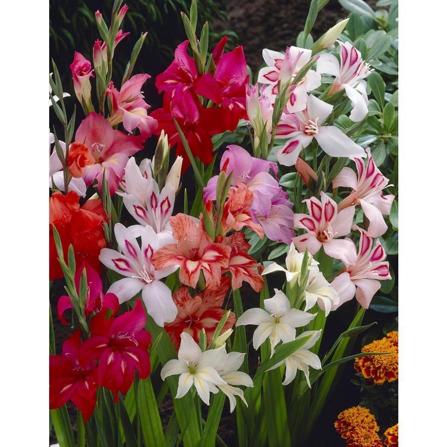 Garden State Bulb 15 Pack Hardy Gladiolus Nanus Mix Bulbs Lb027d At 9018