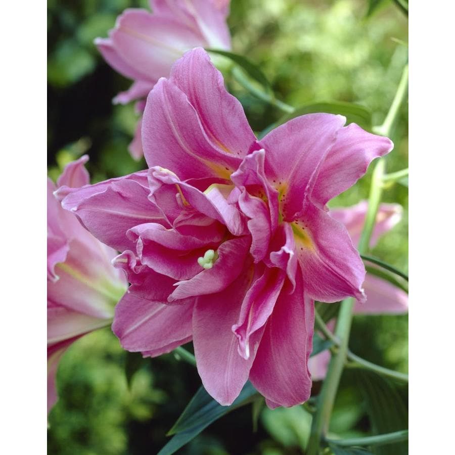 Garden State Bulb 4-Pack Lily Double Surprise Bulbs (LB22717) at Lowes.com