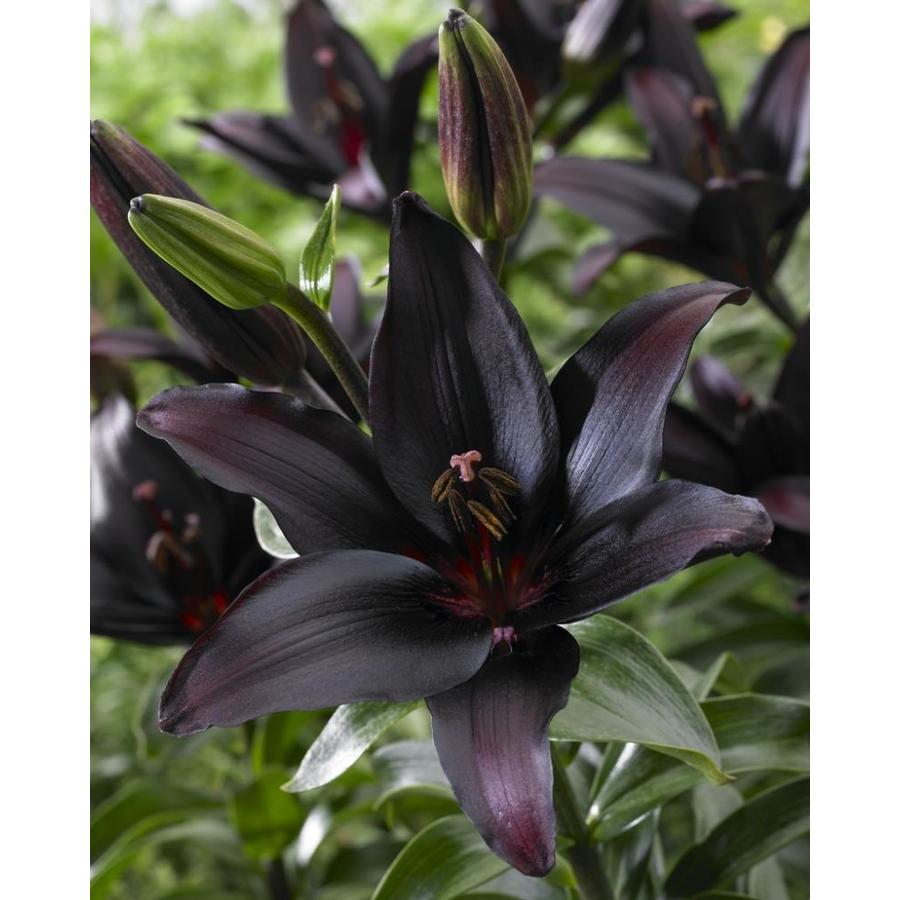 Garden State Bulb 4 Pack Lily Landini Bulbs Lb22718 At Lowes Com