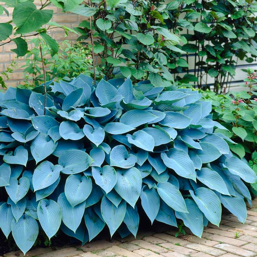 Garden State Bulb 3 Pack Hosta Blue Mixed Bulbs Lb22720 At Lowes Com