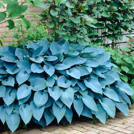 Garden State Bulb 3-Pack Hosta Blue Mixed Bulbs (LB22720)