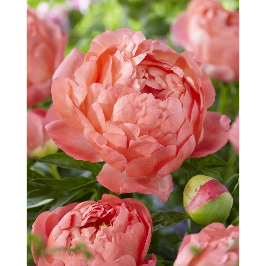 Garden State Bulb 1 Pack Paeonia Coral Sunset Bulbs Lb22721 At