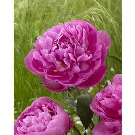 Garden State Bulb Paeonia Dr Alexander Fleming Bulbs (L8650)