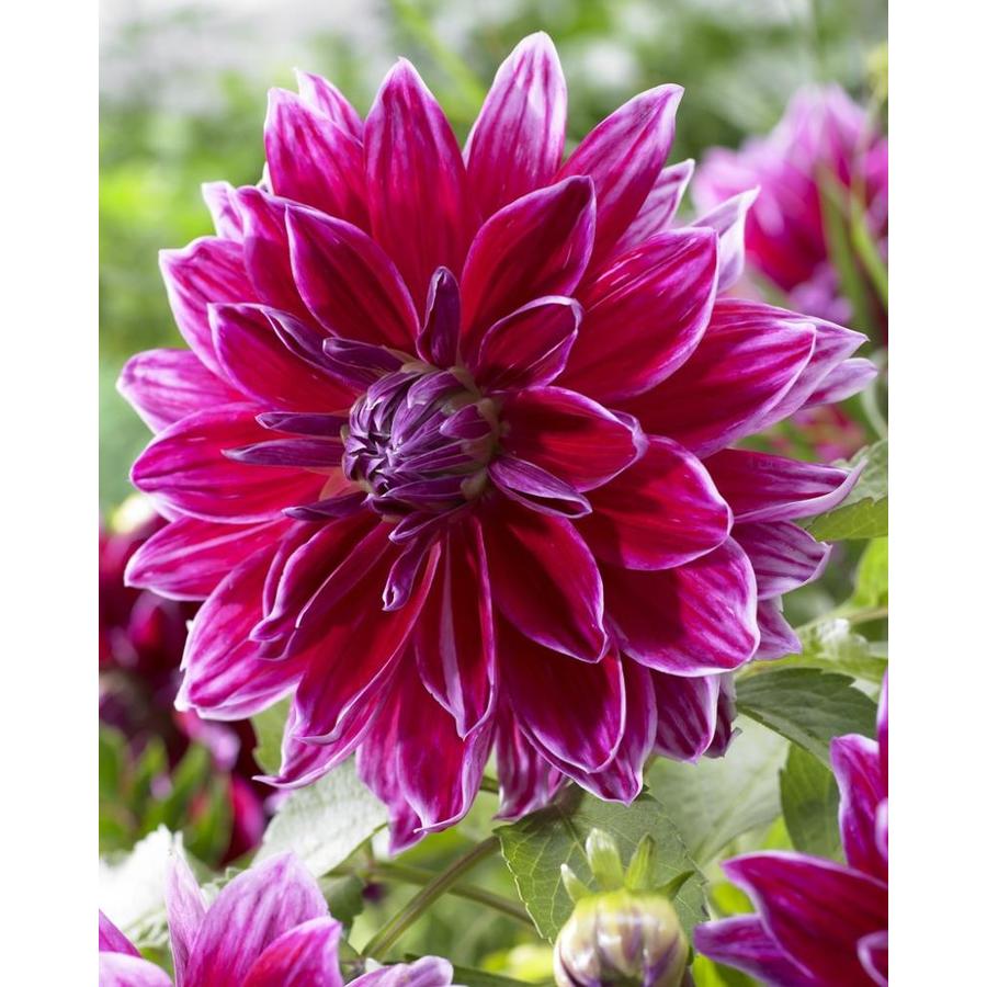 Garden State Bulb 0407304 DAHLIA MERO STAR 4-PACK