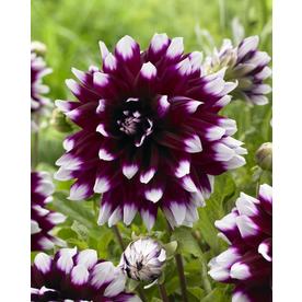 Garden State Bulb 4-Pack Dahlia Mystery Day Bulbs (LB21622)