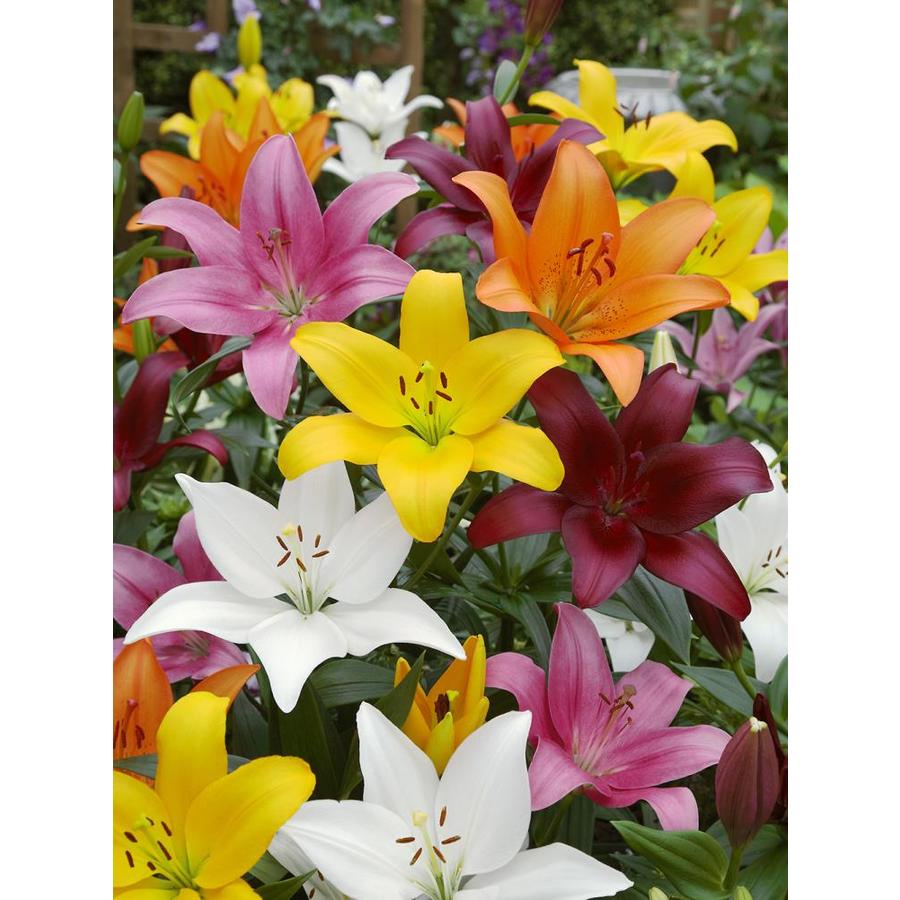 Garden State Bulb 10-Pack Lily Asiatic Mix Bulbs (LW01857) At Lowes.com