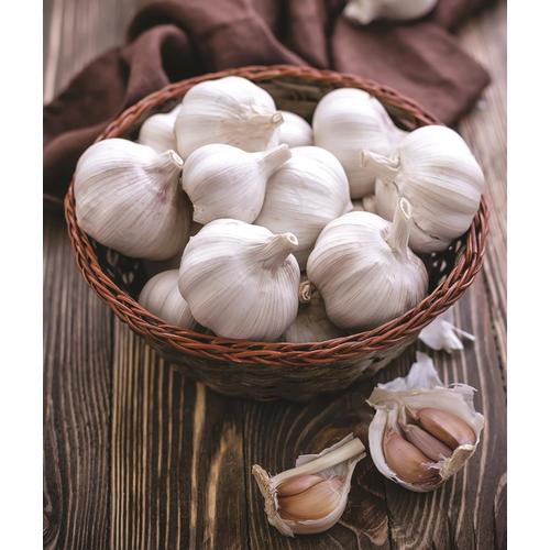 Garden State Bulb 3Pack Garlic Set California Softneck