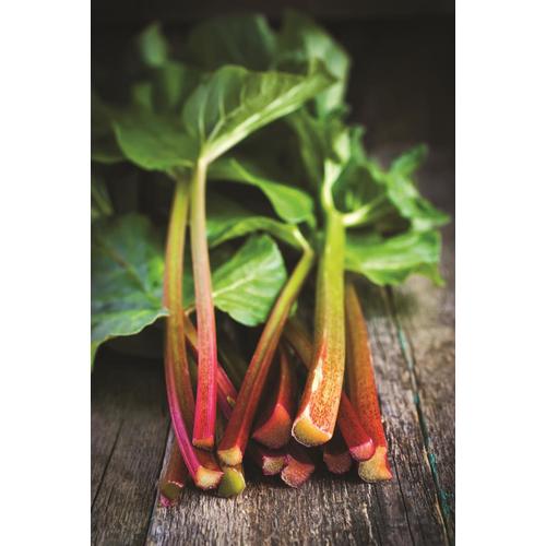 Garden State Bulb 1Pack Rhubarb Victoria Bulbs (Lb21537) at