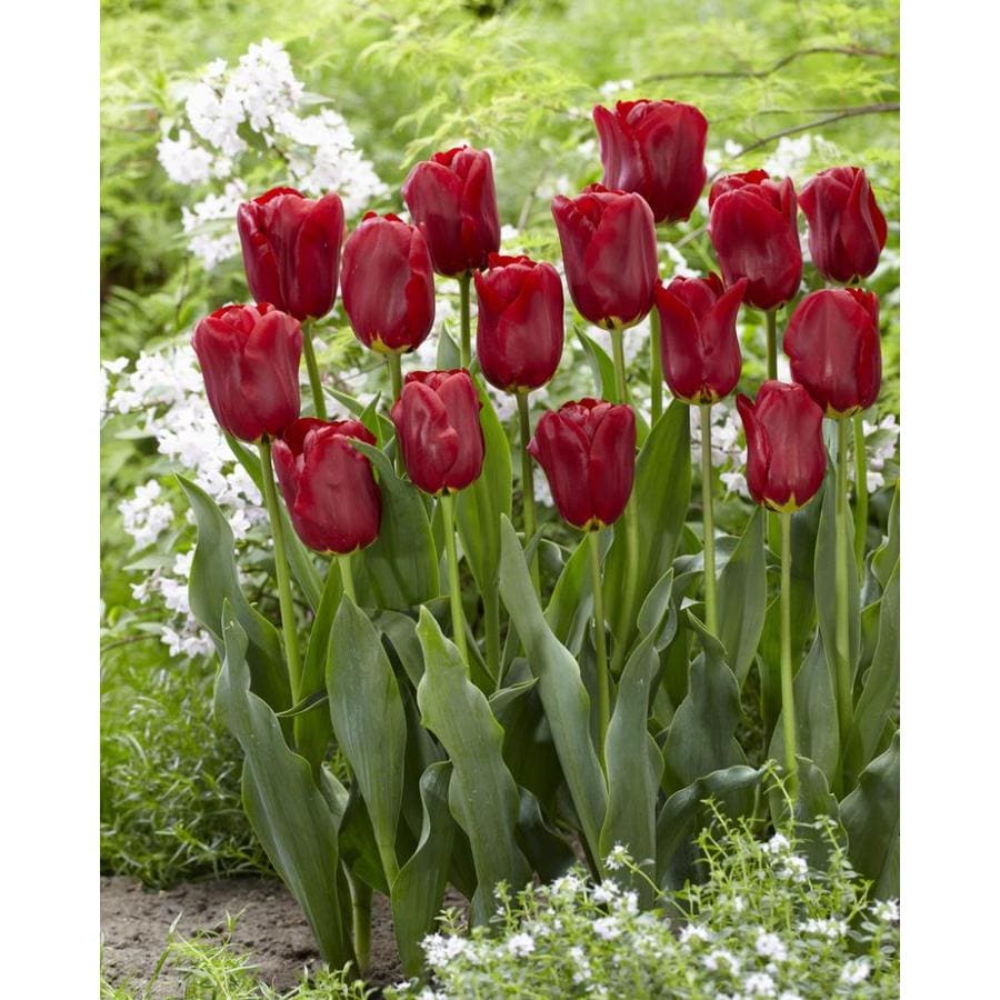 Garden State Bulb 50-Pack Red Impression Tulip Bulbs ...