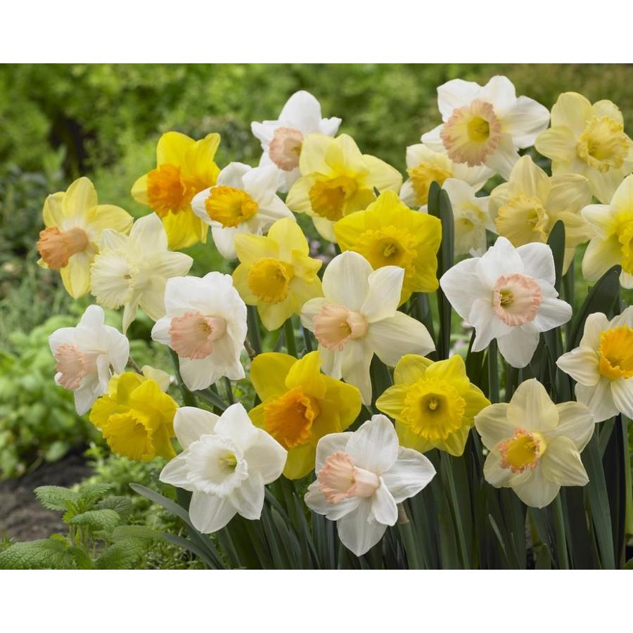 Garden State Bulb 50 Pack Trumpet Mixed Daffodil Bulbs Lb421e At