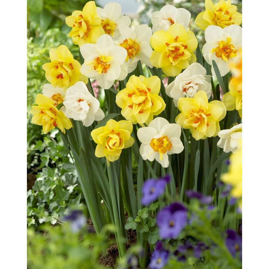 Garden State Bulb 30-Pack Double Mixed Daffodil Bulbs (LB421C) At Lowes.com