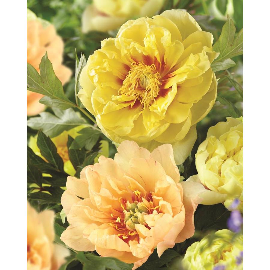 Bartzella Peony: description, fit and care, reviews 98 Bartzella Peony: description, fit and care, reviews 8