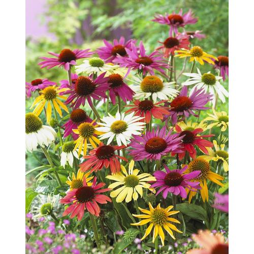 Garden State Bulb 8Pack Echinacea Coneflower Mix Bulbs (L5556) in the